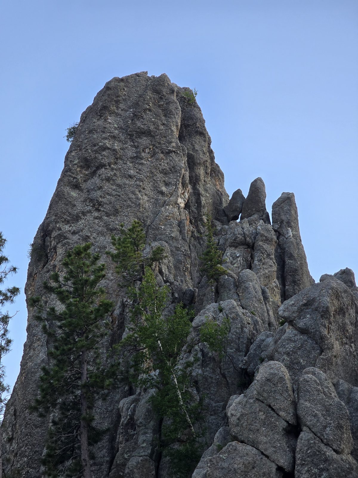 The Needles' granite spires above the trees