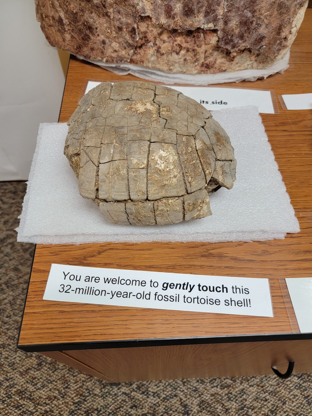 A 32 million year old fossil shell