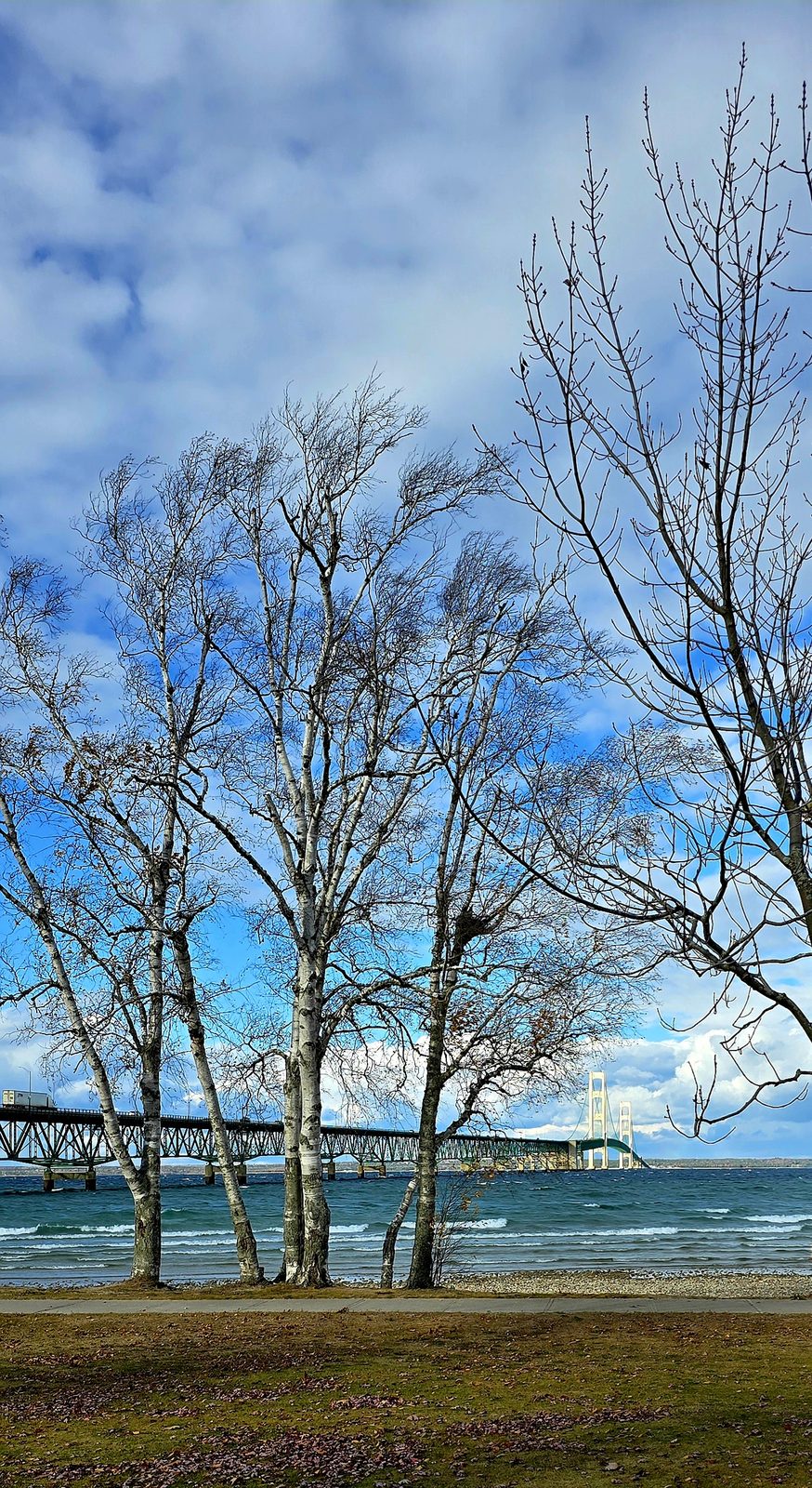 The Mackinac Bridge through the birches at Mackinaw City