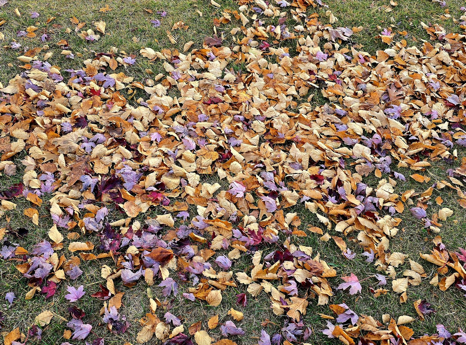 Came up to Mackinaw to look at the beautiful leaves. Found them