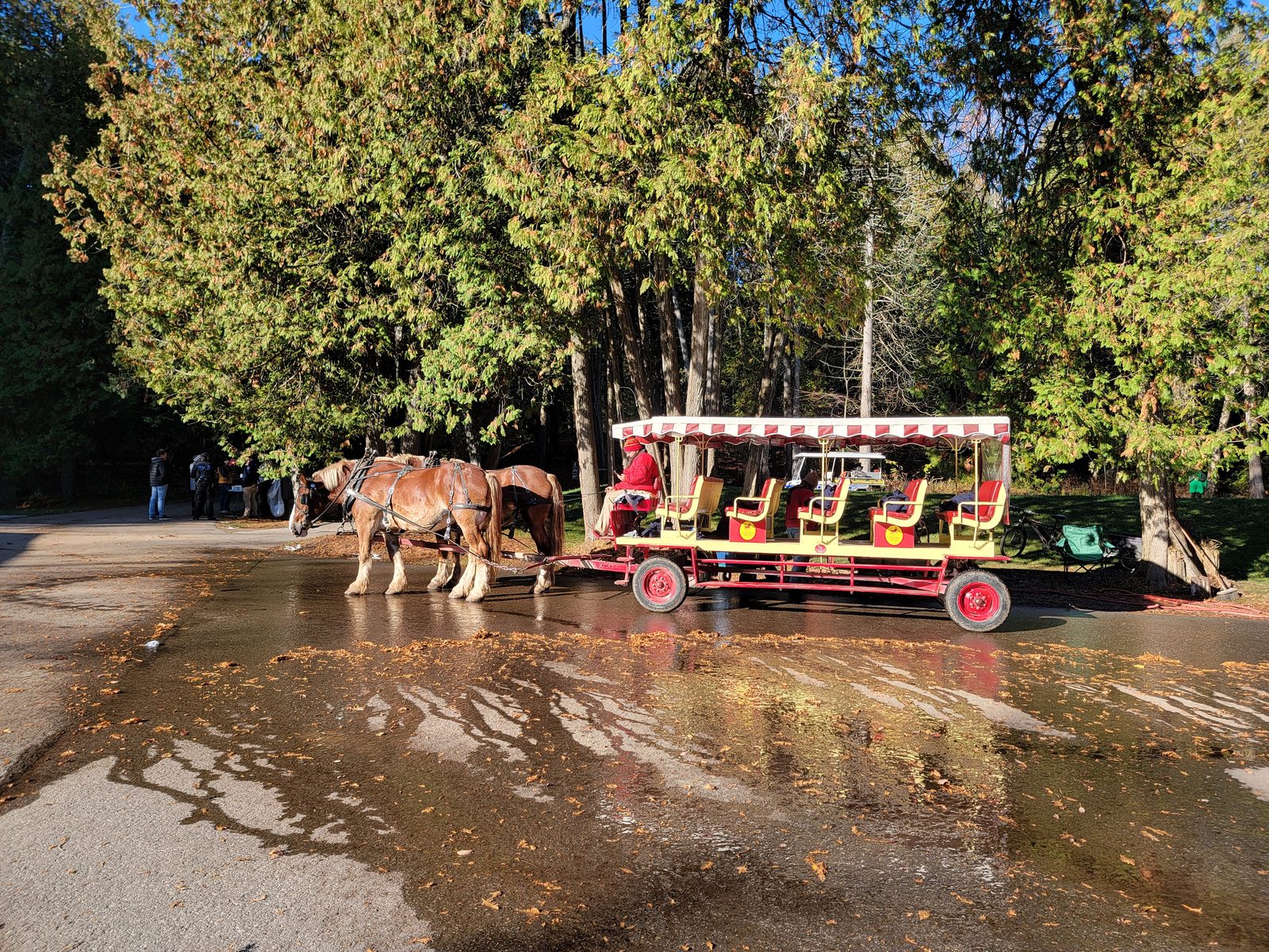 A carriage waits among the trees