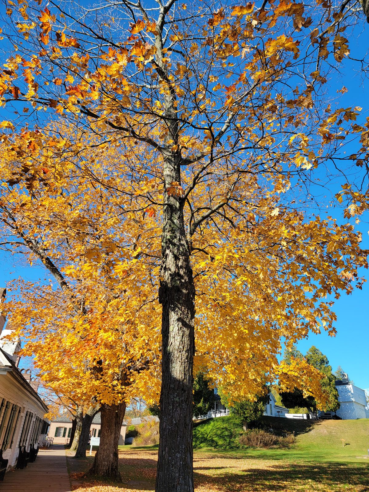 Fall color on the island
