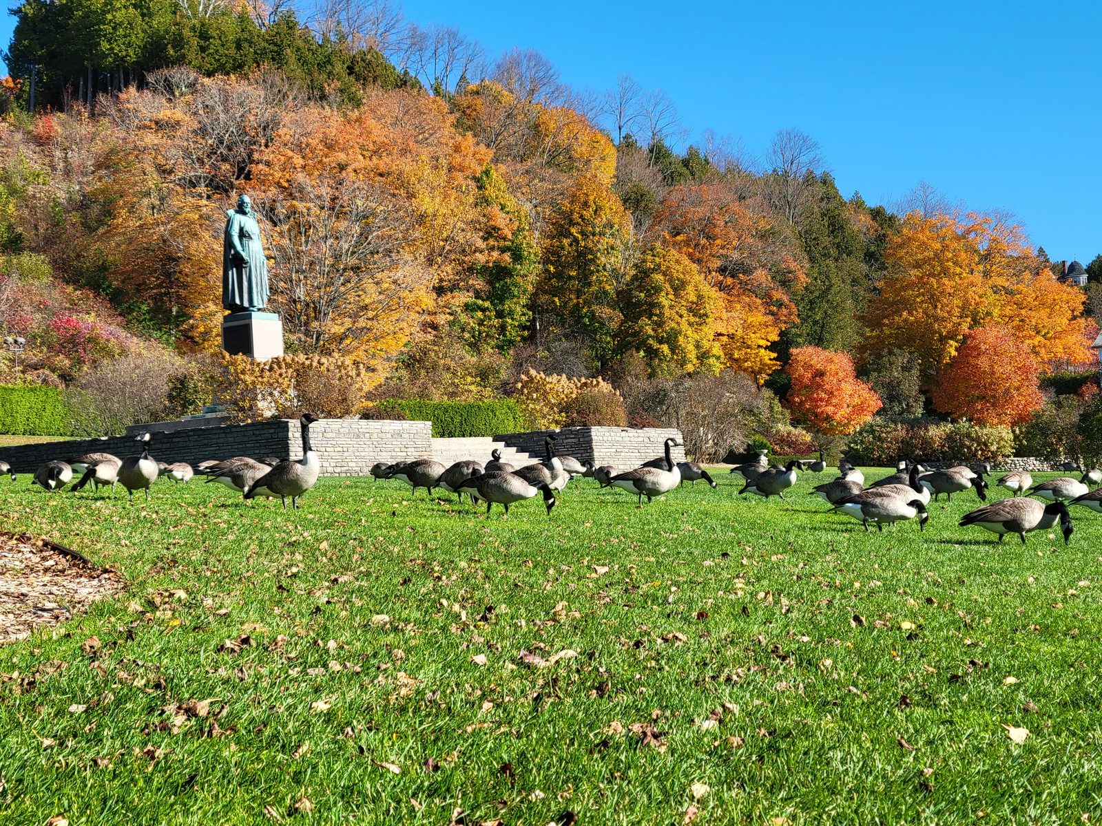 Geese grazing in the park's autumn leaves