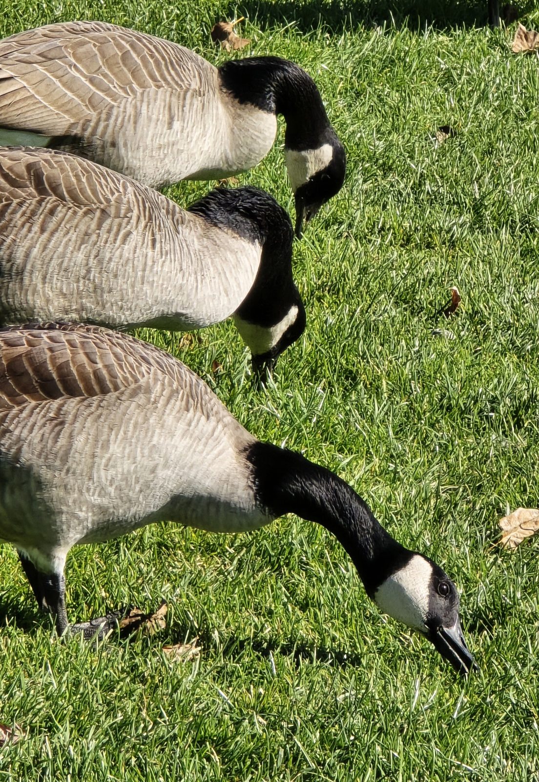 Canada geese grazing on the lawn below the fort