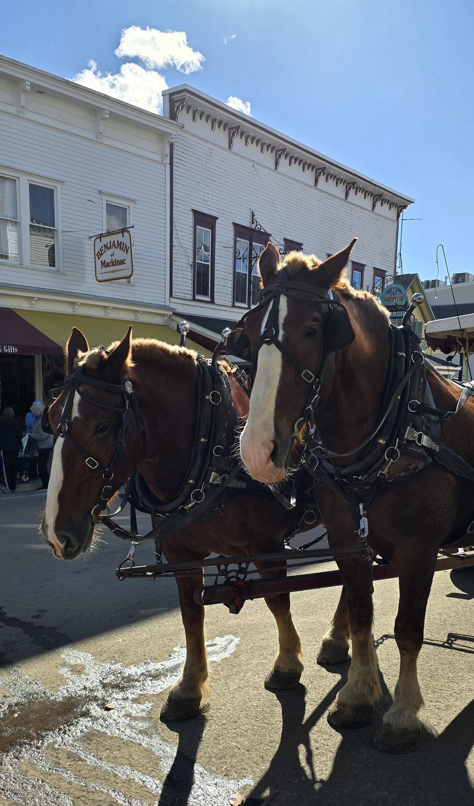 A carriage team waiting on Main Street