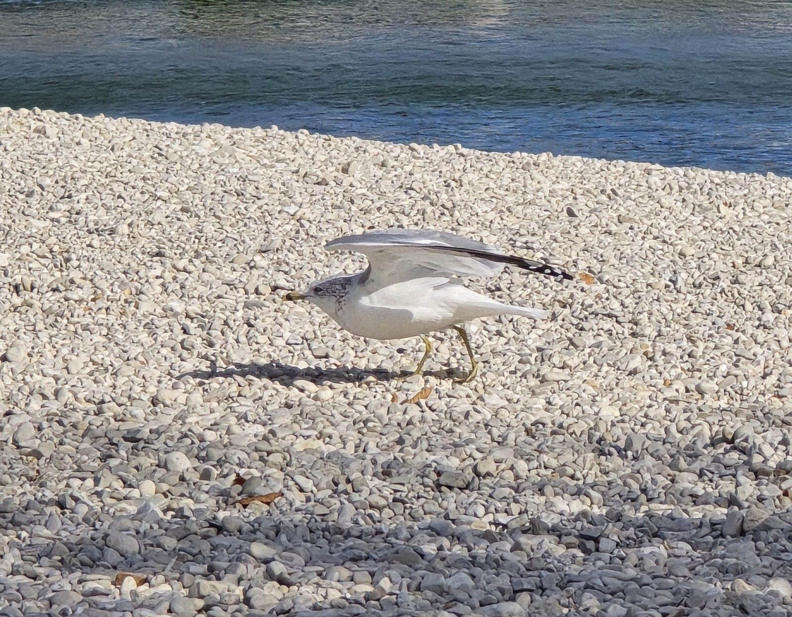 A gull stretching on the pebble beach