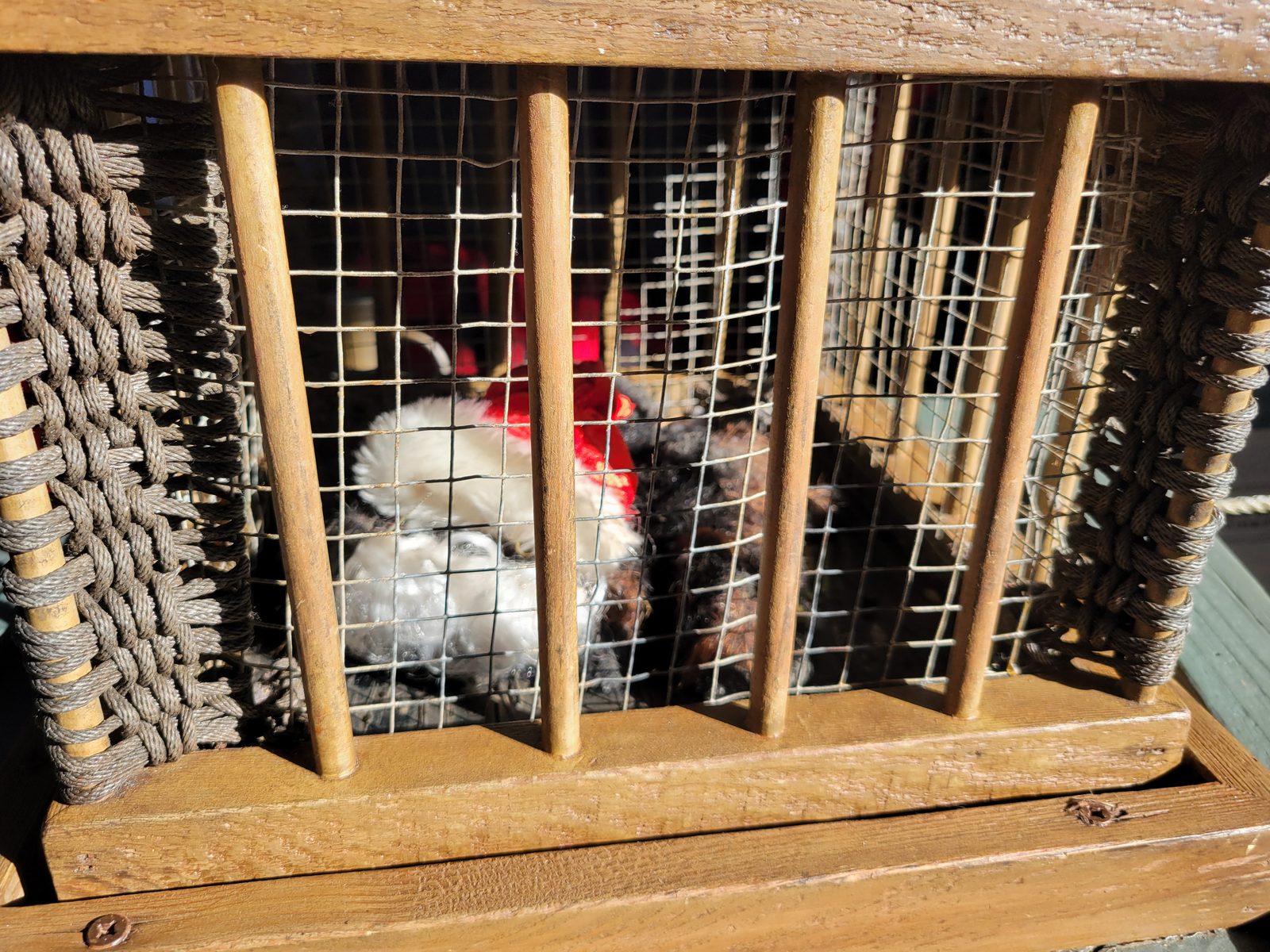 Caged parrots in Santa hats along the queue