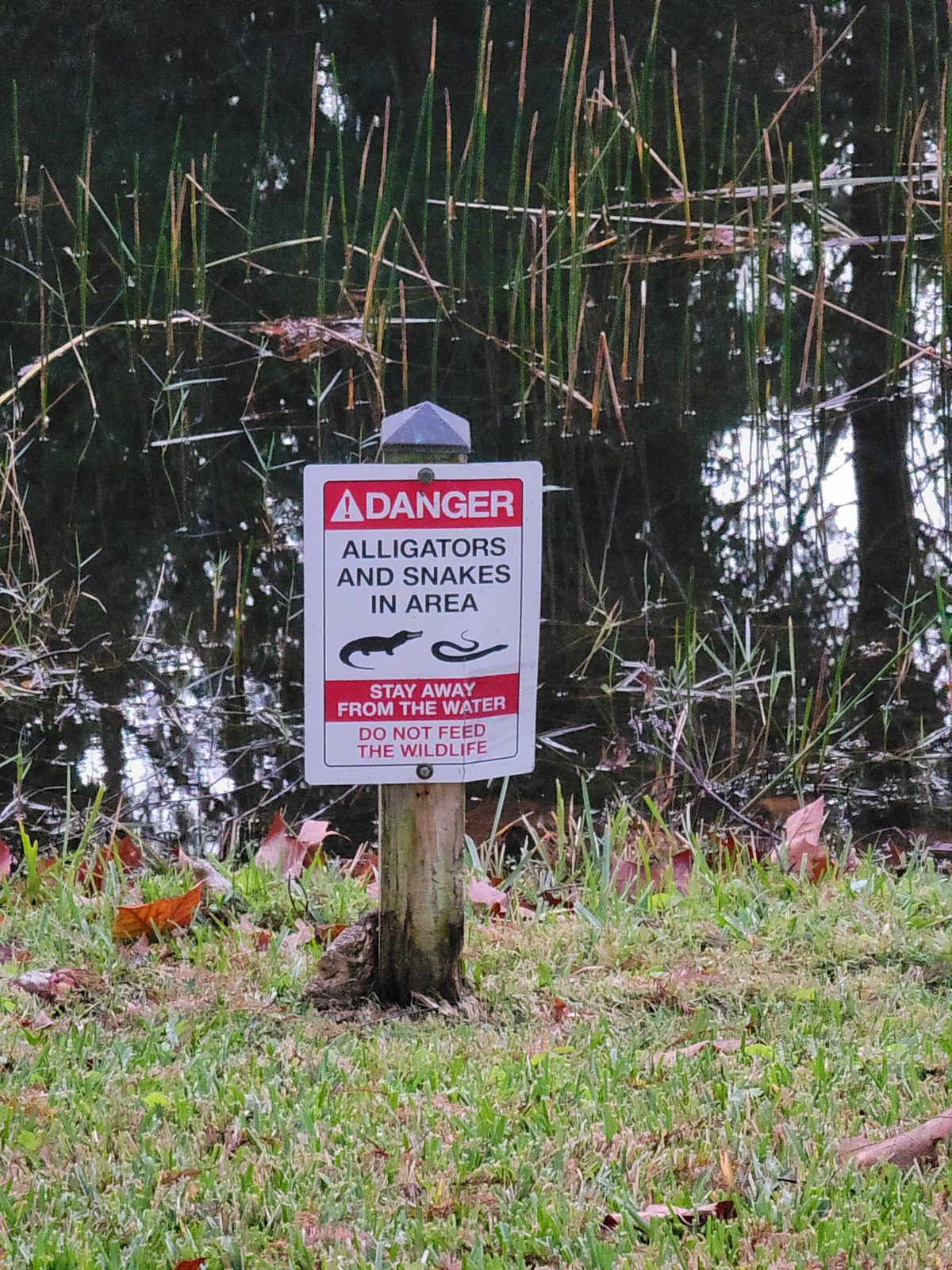 Gator warning sign at Port Orleans Riverside