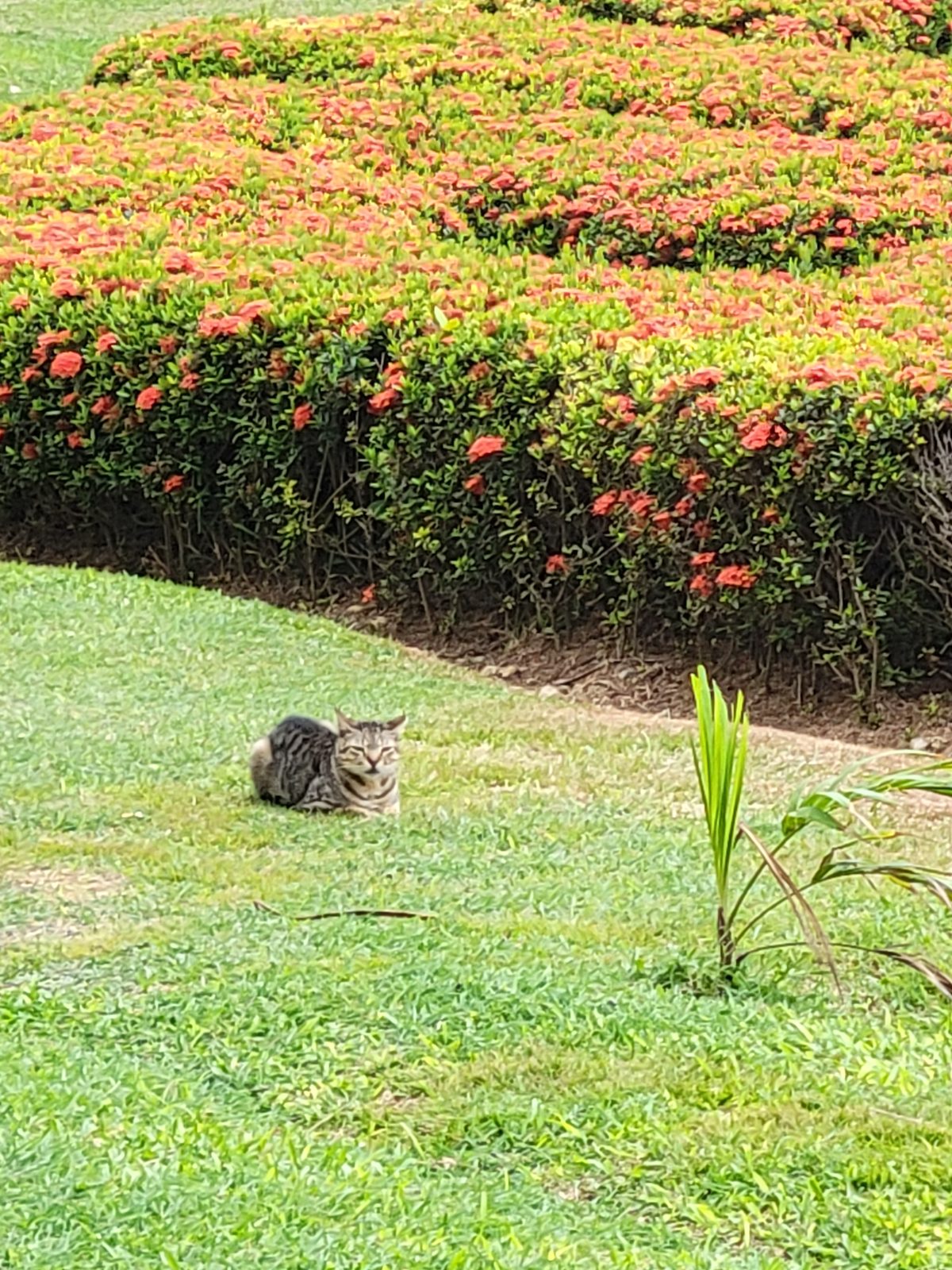 A friendly cat in the hotel gardens