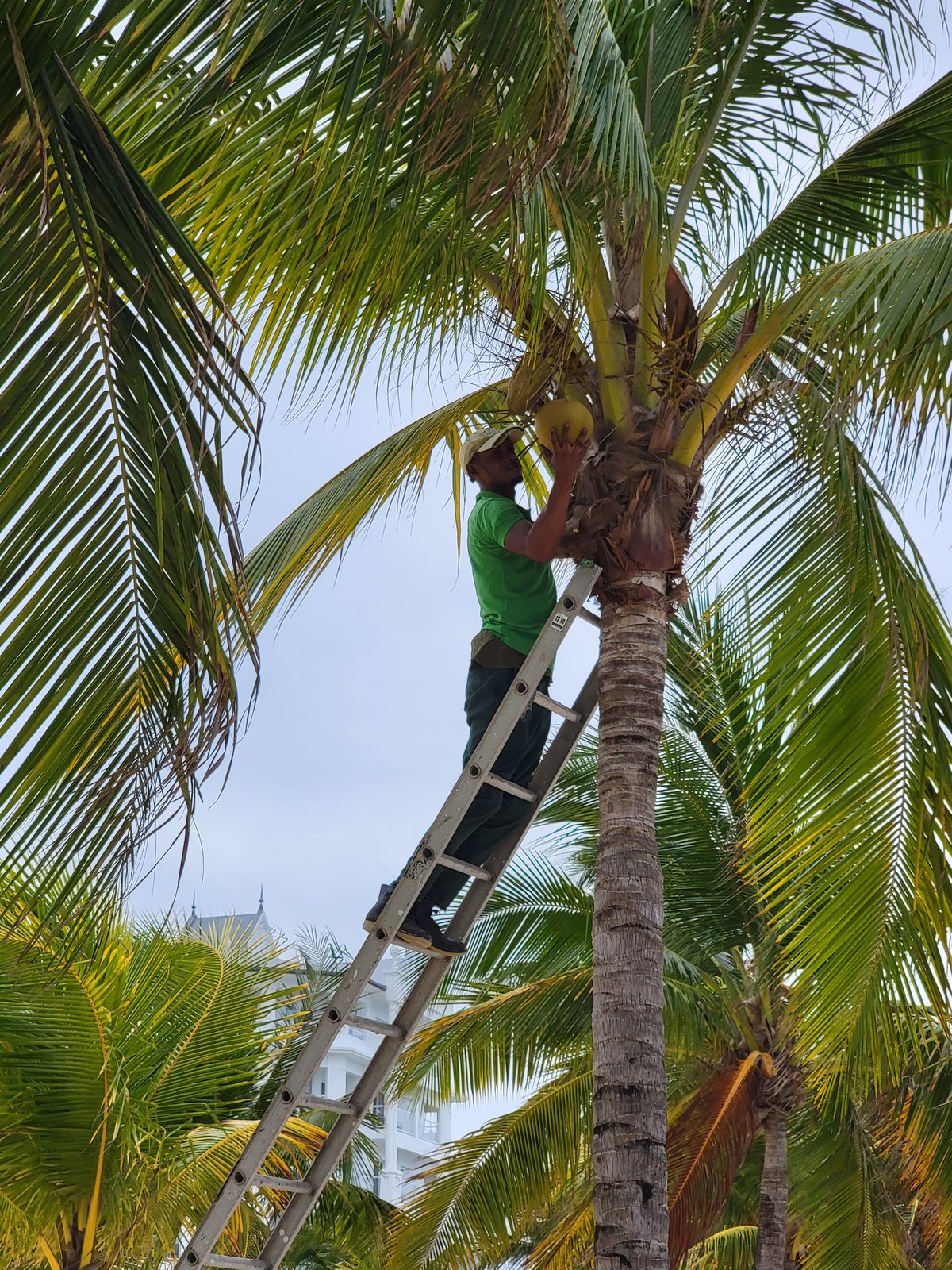 A local climbs a coconut tree