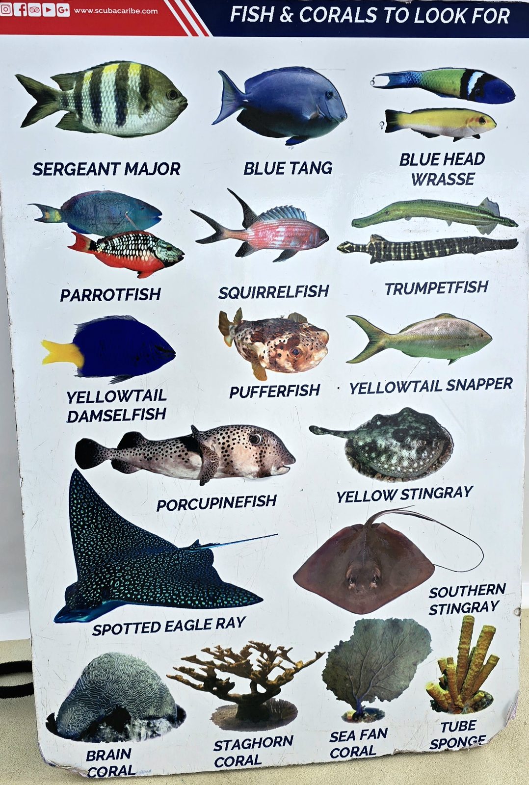 The fish and coral chart for our snorkel trip
