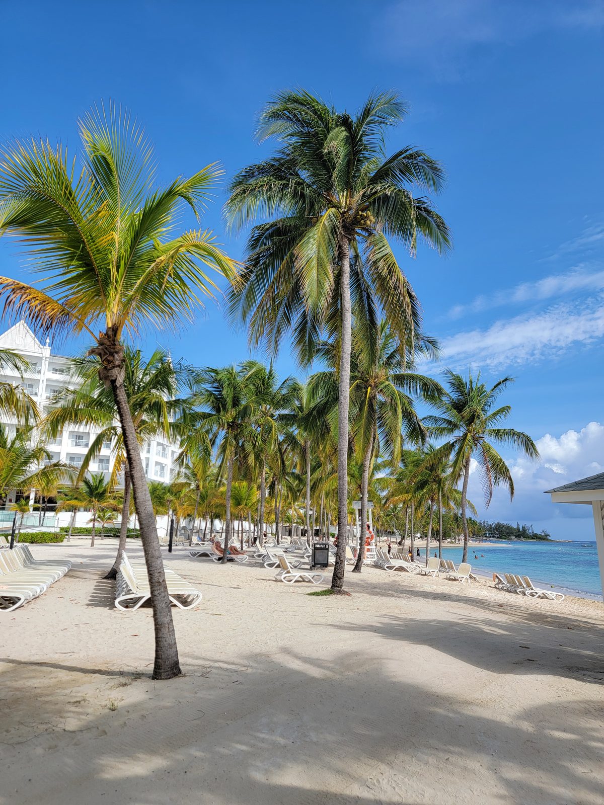 A palm-lined path along the beach