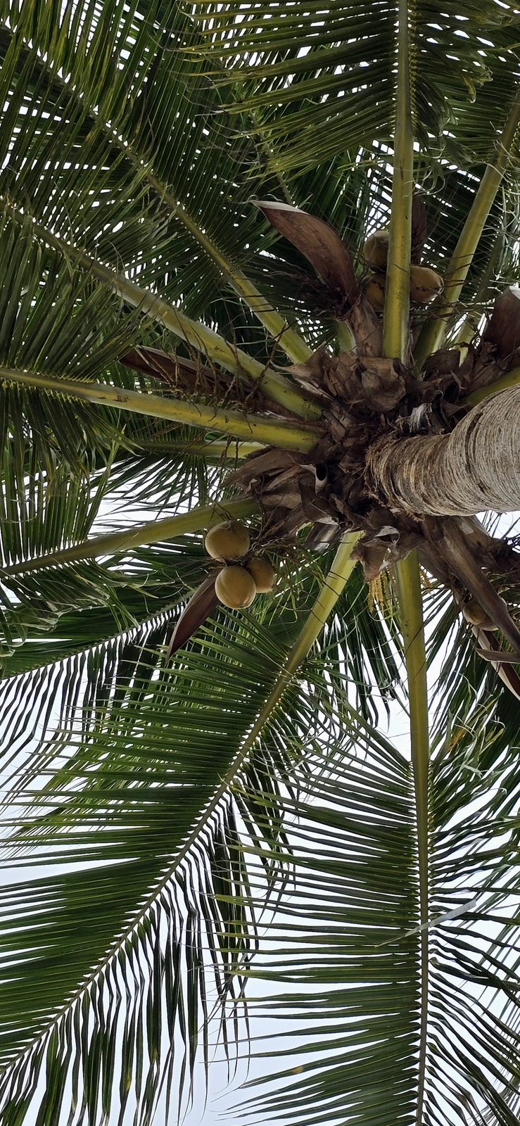 Looking up a coconut palm at the Riu