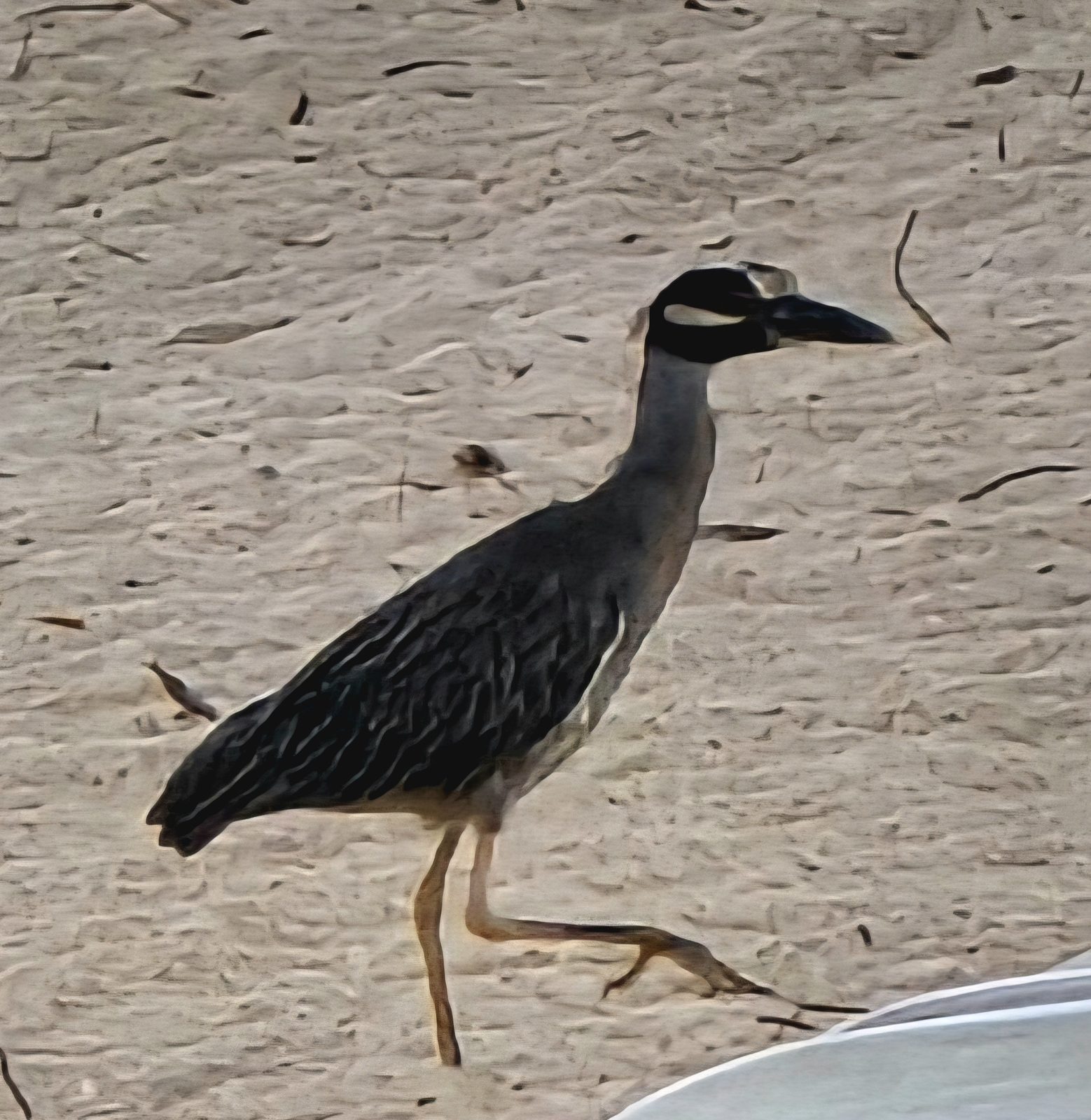 A heron stalking the beach outside our resort