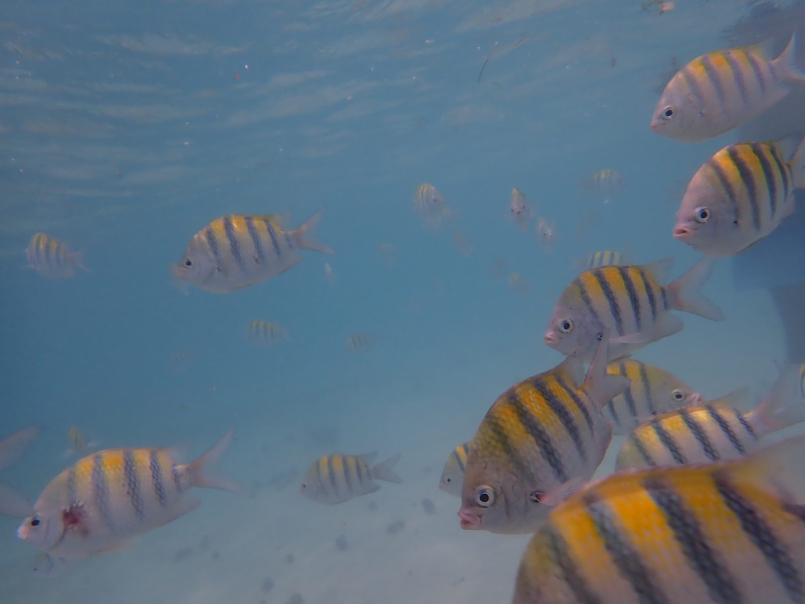 Sergeant major fish on the reef