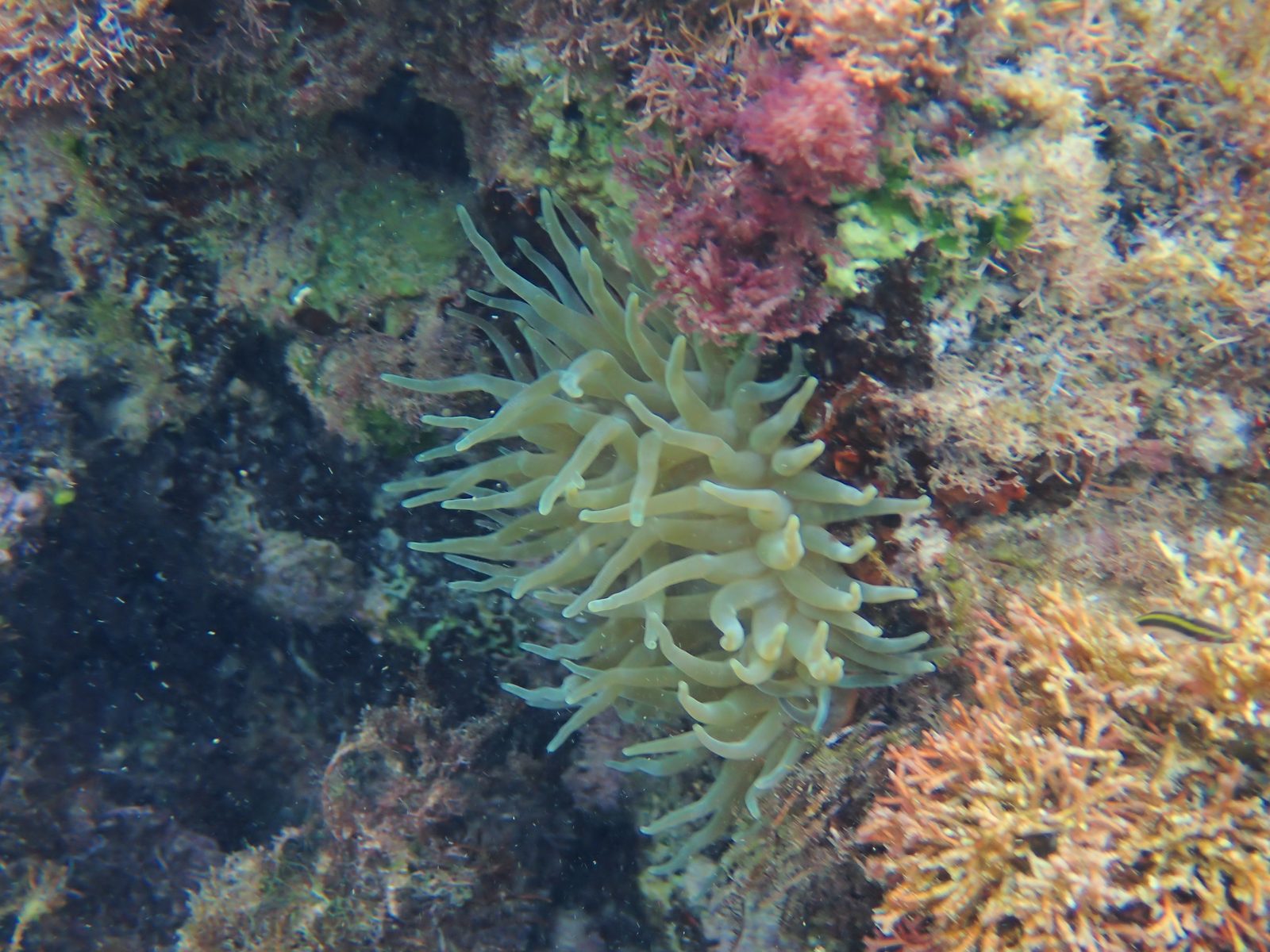 Another sea anemone off the Riu beach