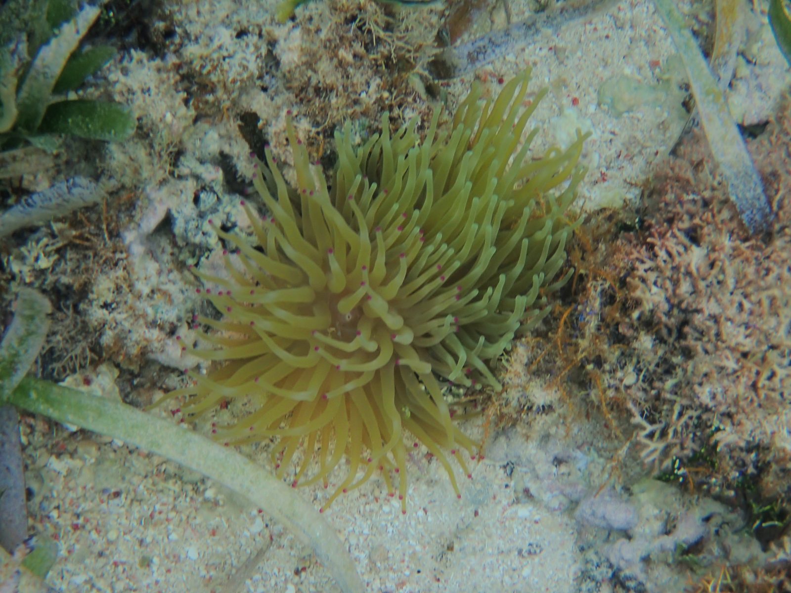 A sea anemone on the reef
