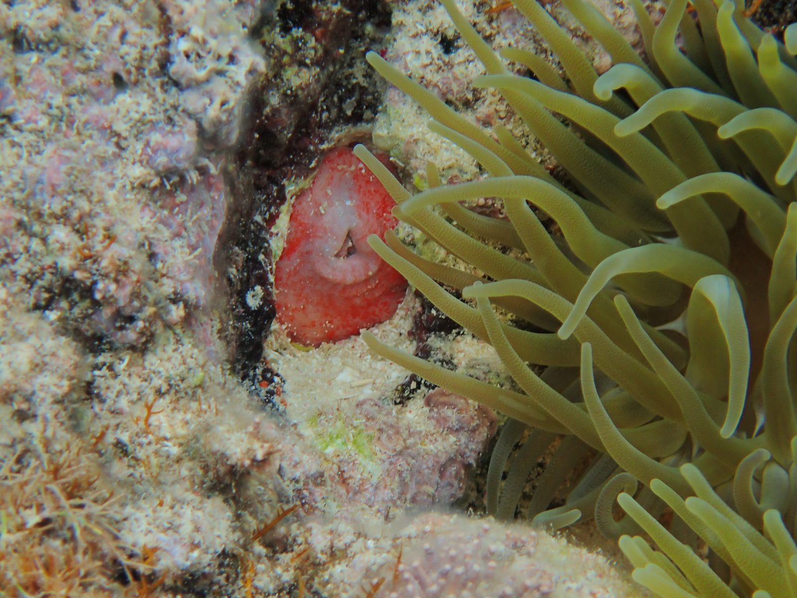 Sea anemone and coral from our snorkel trip