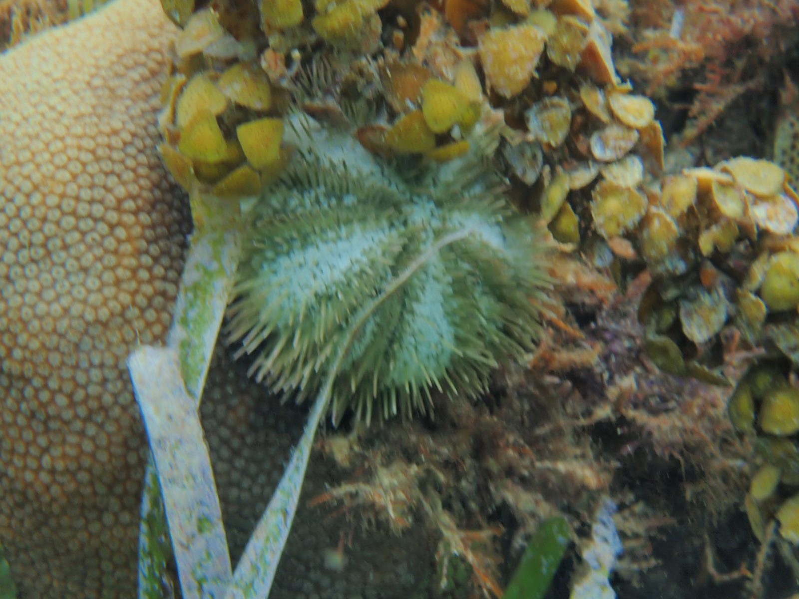 A sea urchin tucked into the reef off the Riu beach