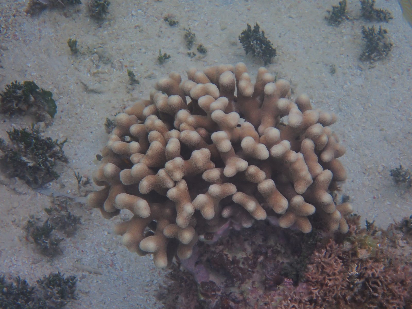 Coral head on the reef off the Riu beach