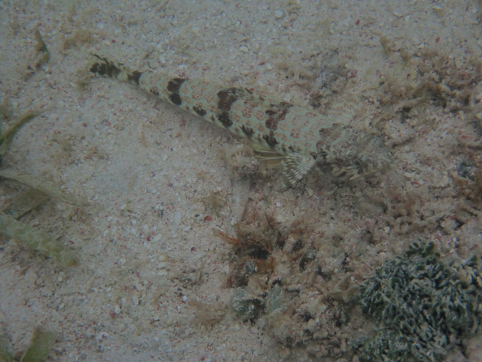 A fish hiding on the sandy bottom off the Riu beach