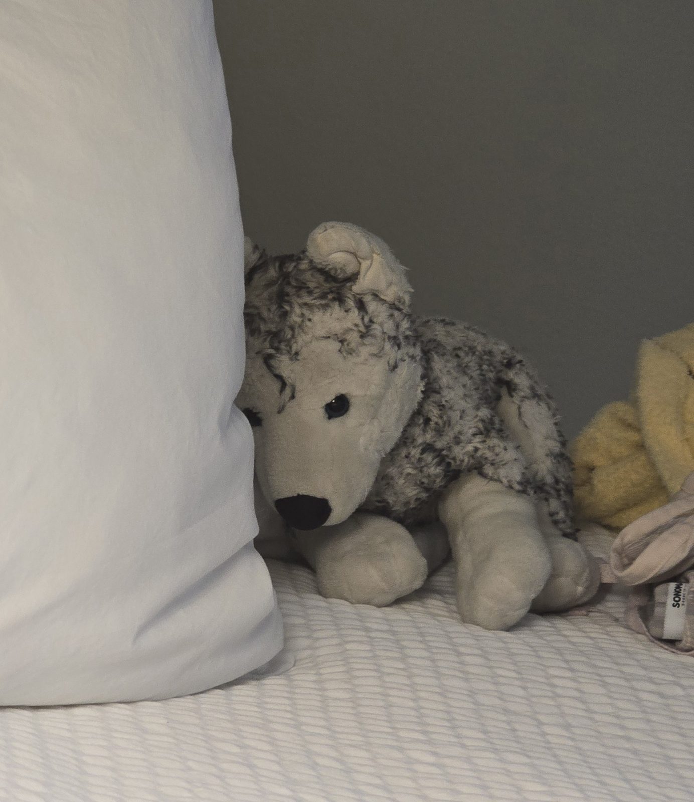 Bob the husky waits on the bed
