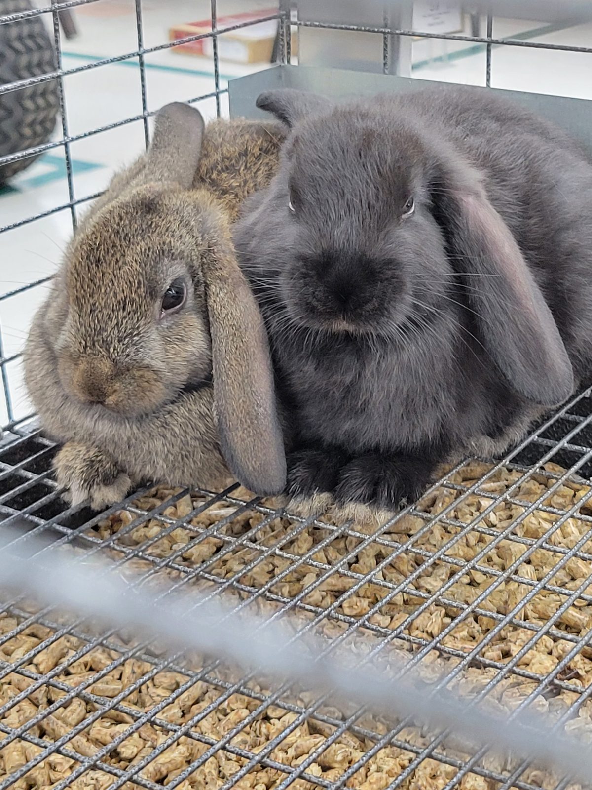 Rabbits at a roadside farm stand