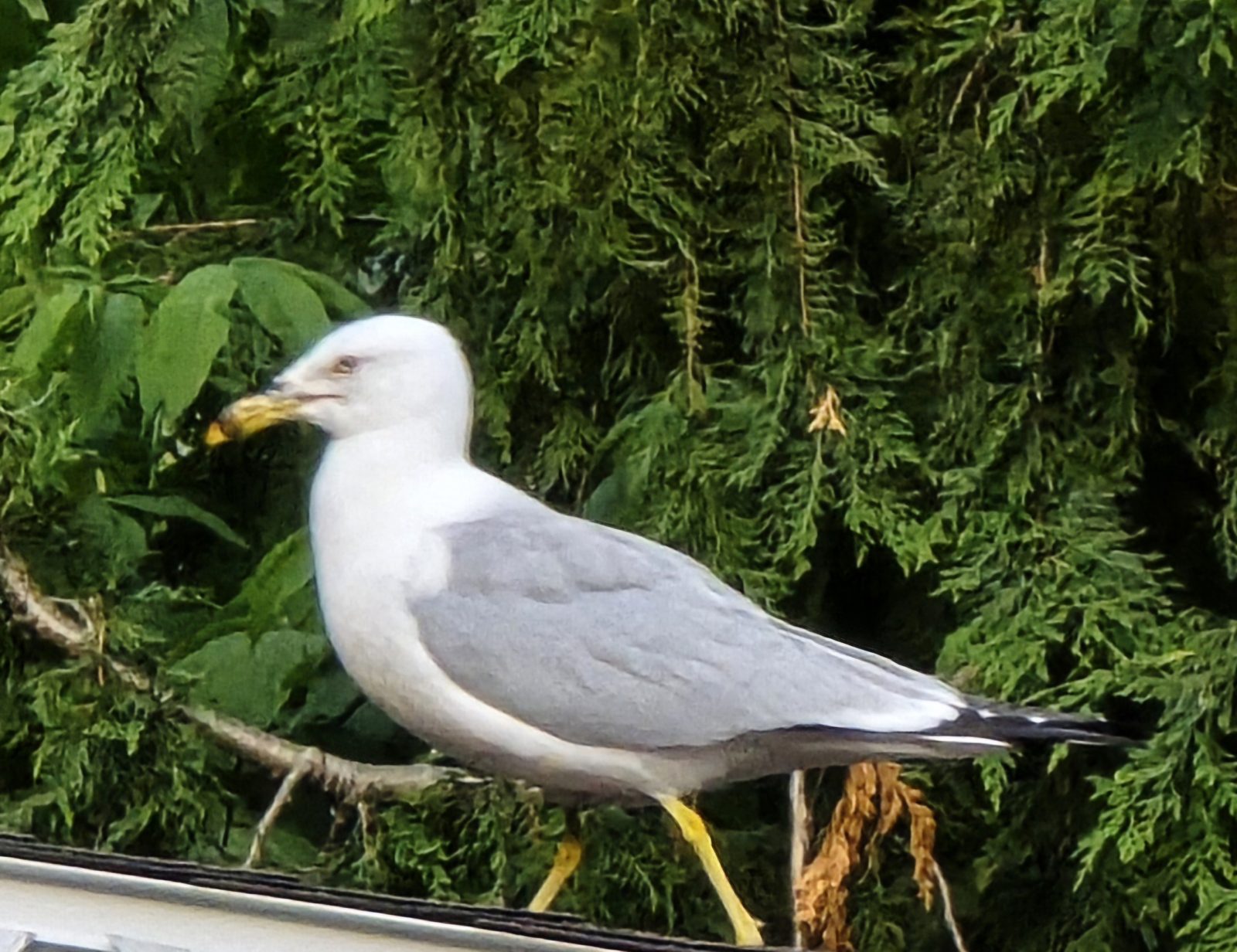 Herman perched in the cedars on Mackinac Island