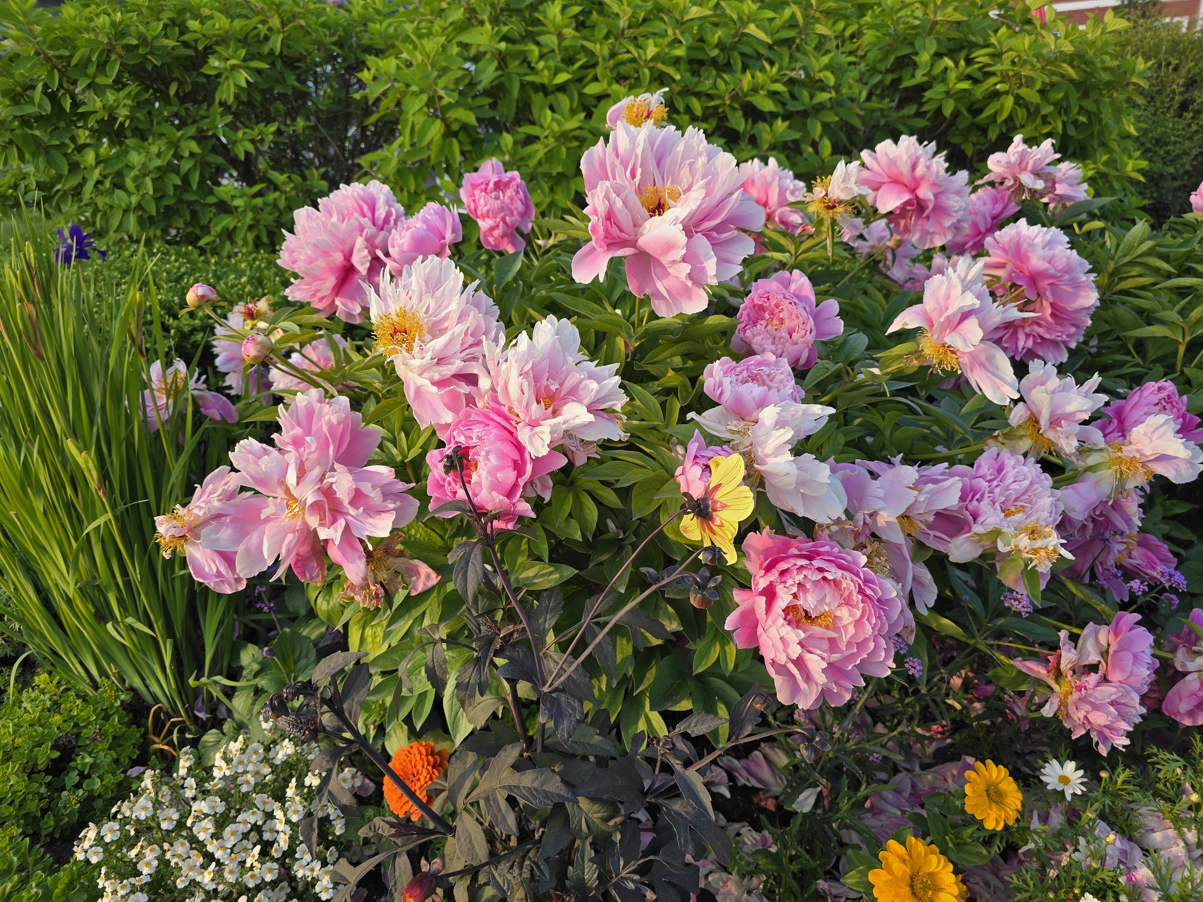 Peonies in bloom on Mackinac