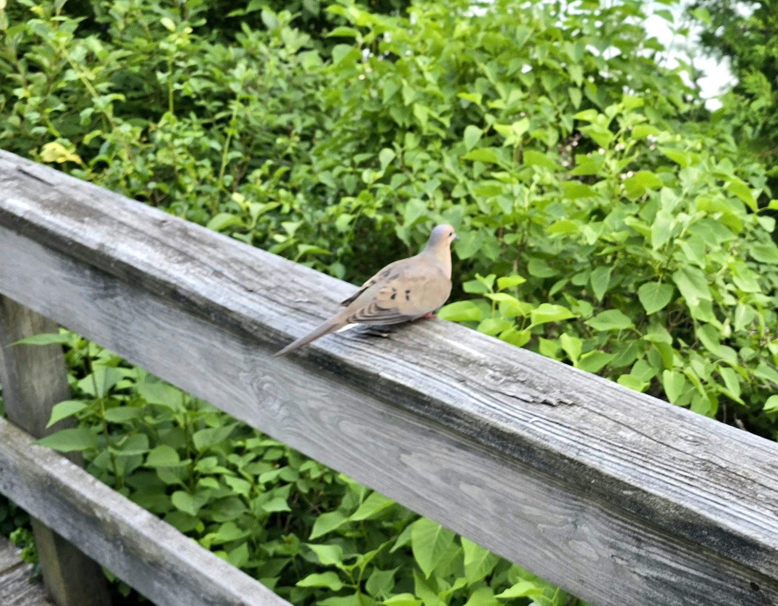 A mourning dove on the boardwalk rail