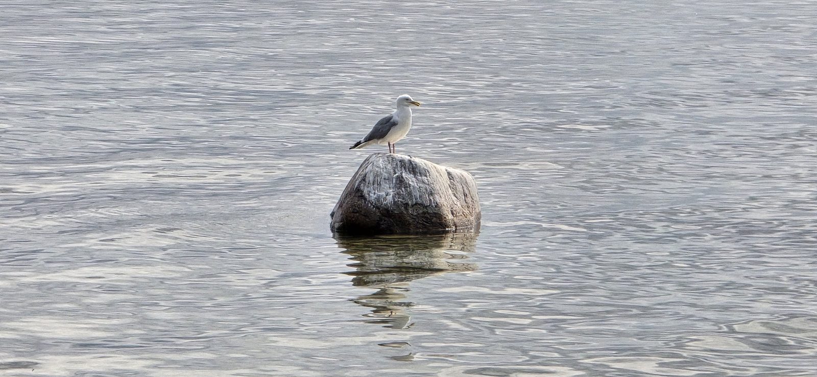 A gull resting on the water