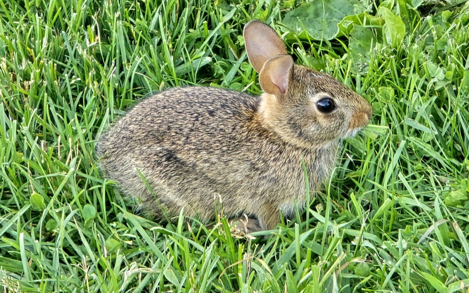 A wild rabbit grazing on the lawn at dusk