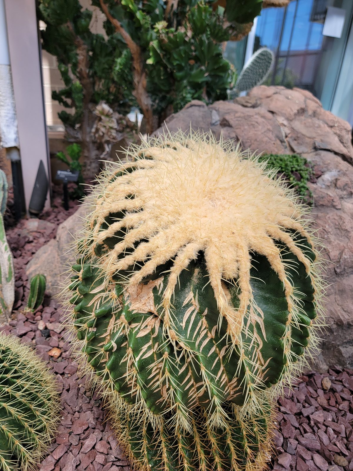 A cactus in the desert garden