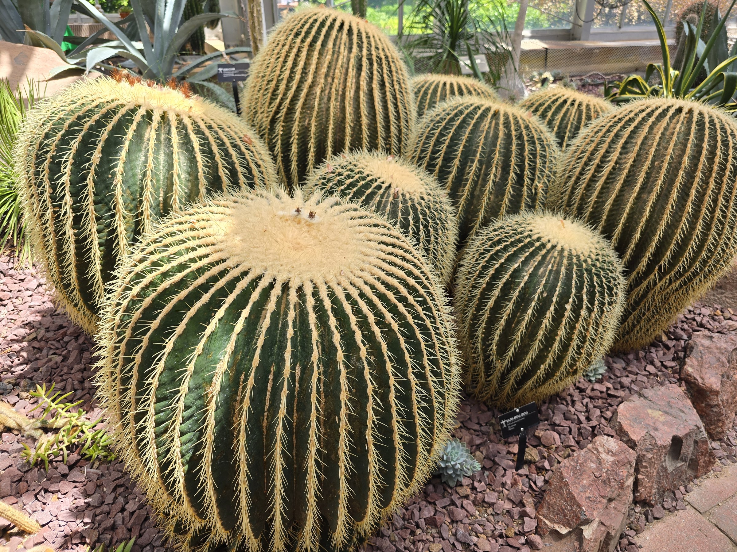 Golden barrel cacti in the arid garden