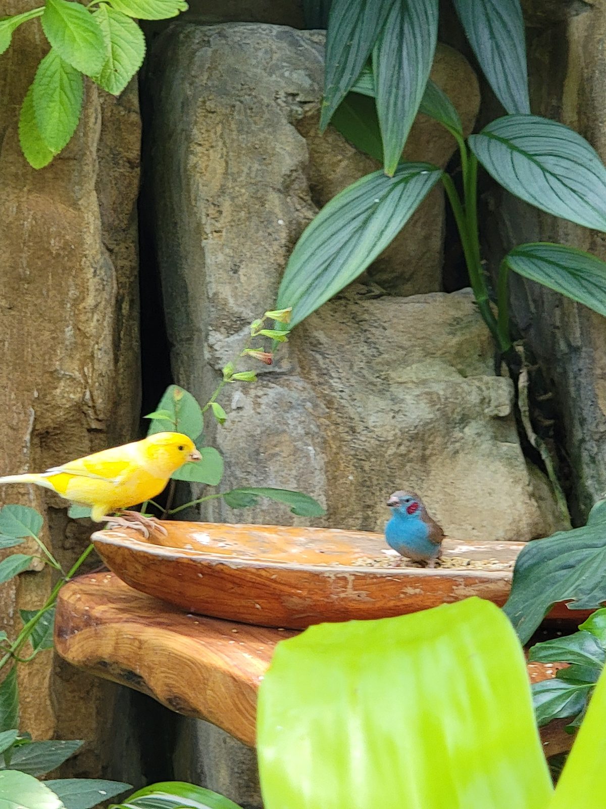 Finches at the aviary feeder