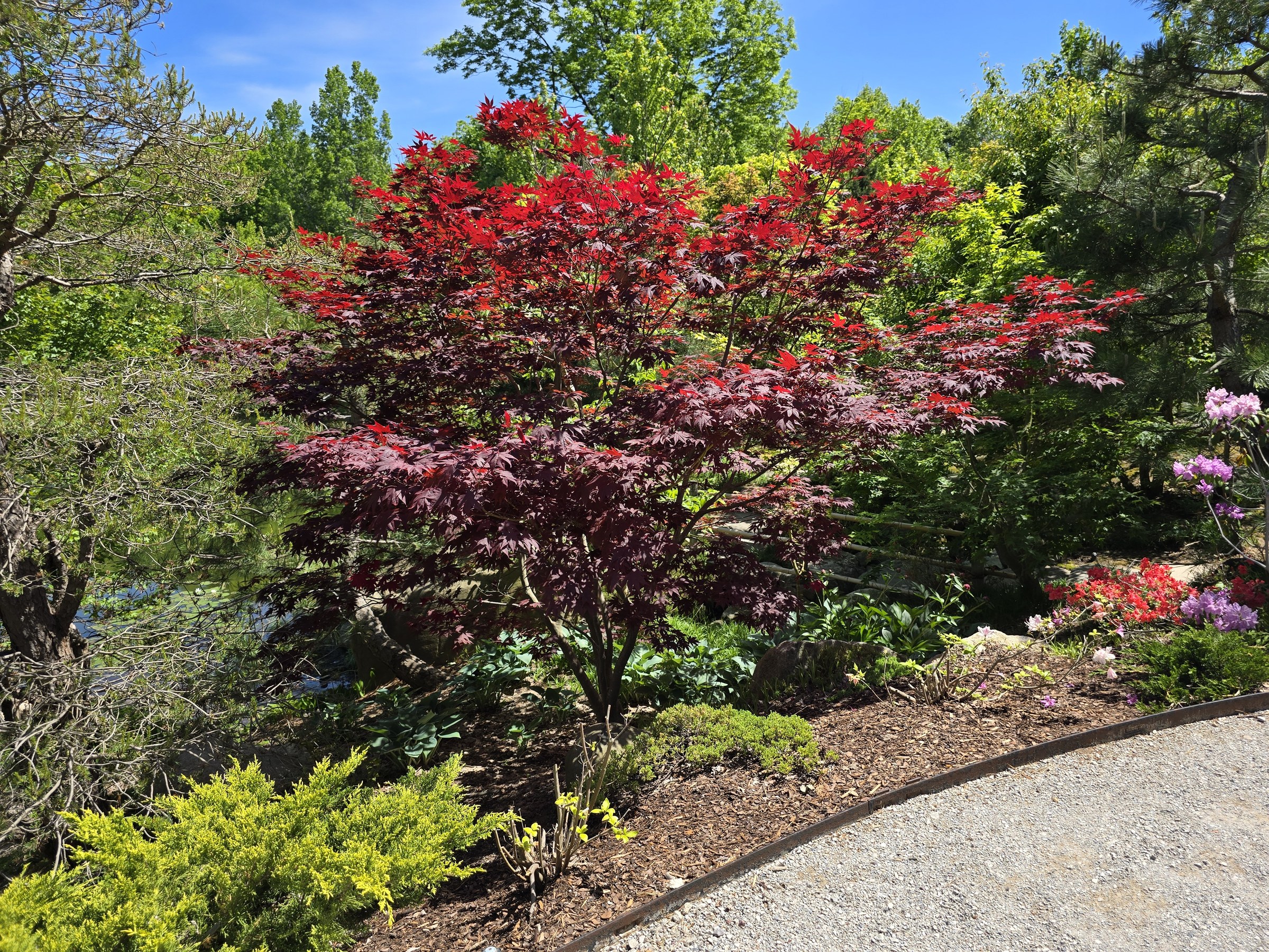 A Japanese maple in the Japanese garden