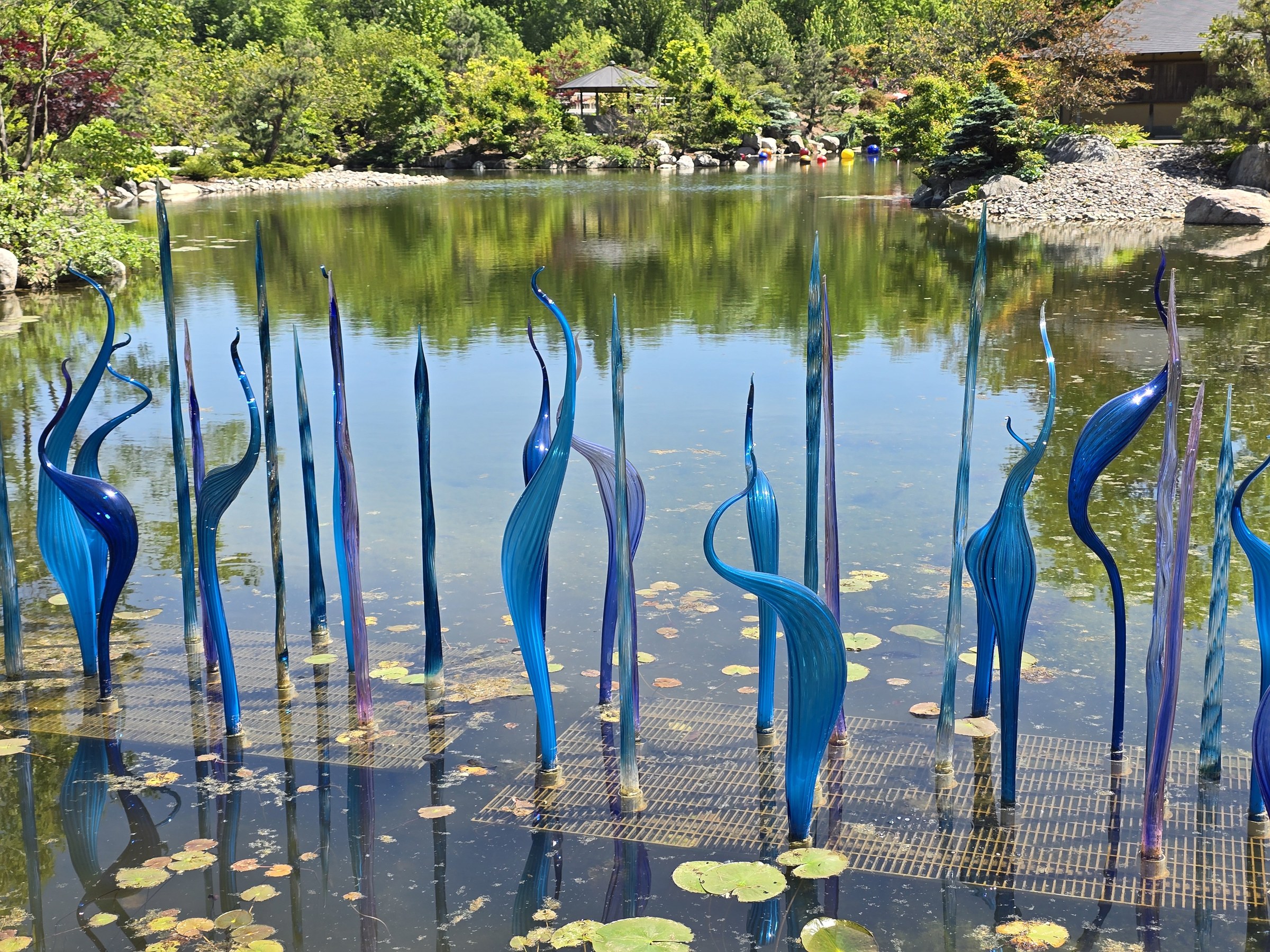 Blue glass reeds rising from the pond