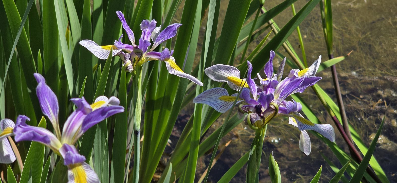 Irises at the water's edge
