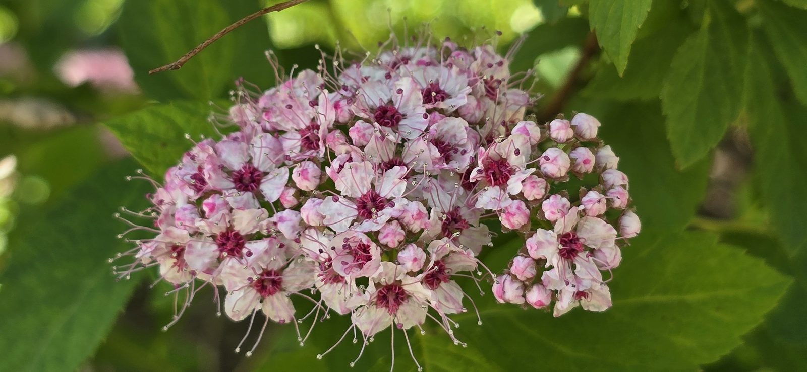 Blossoms in the garden at Meijer Gardens