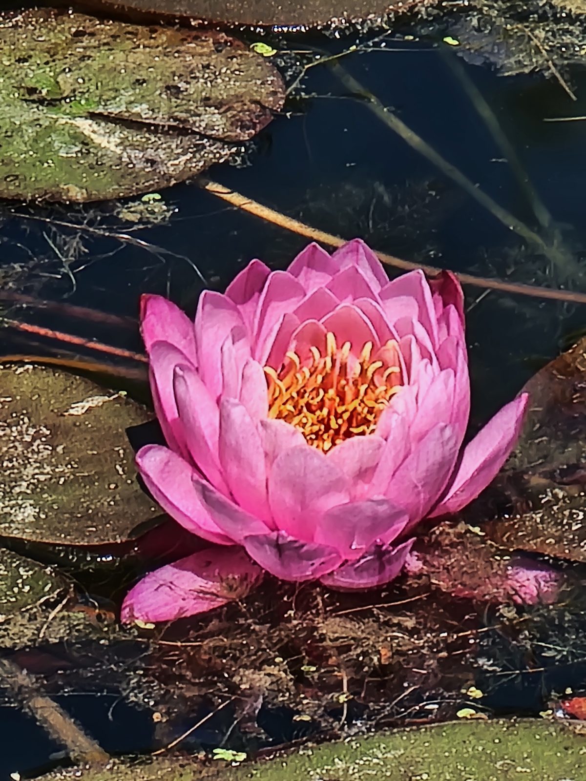 Water lily in bloom