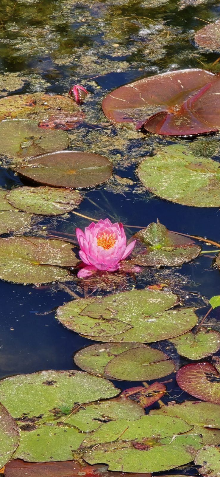 A water lily among the pads at Meijer Gardens