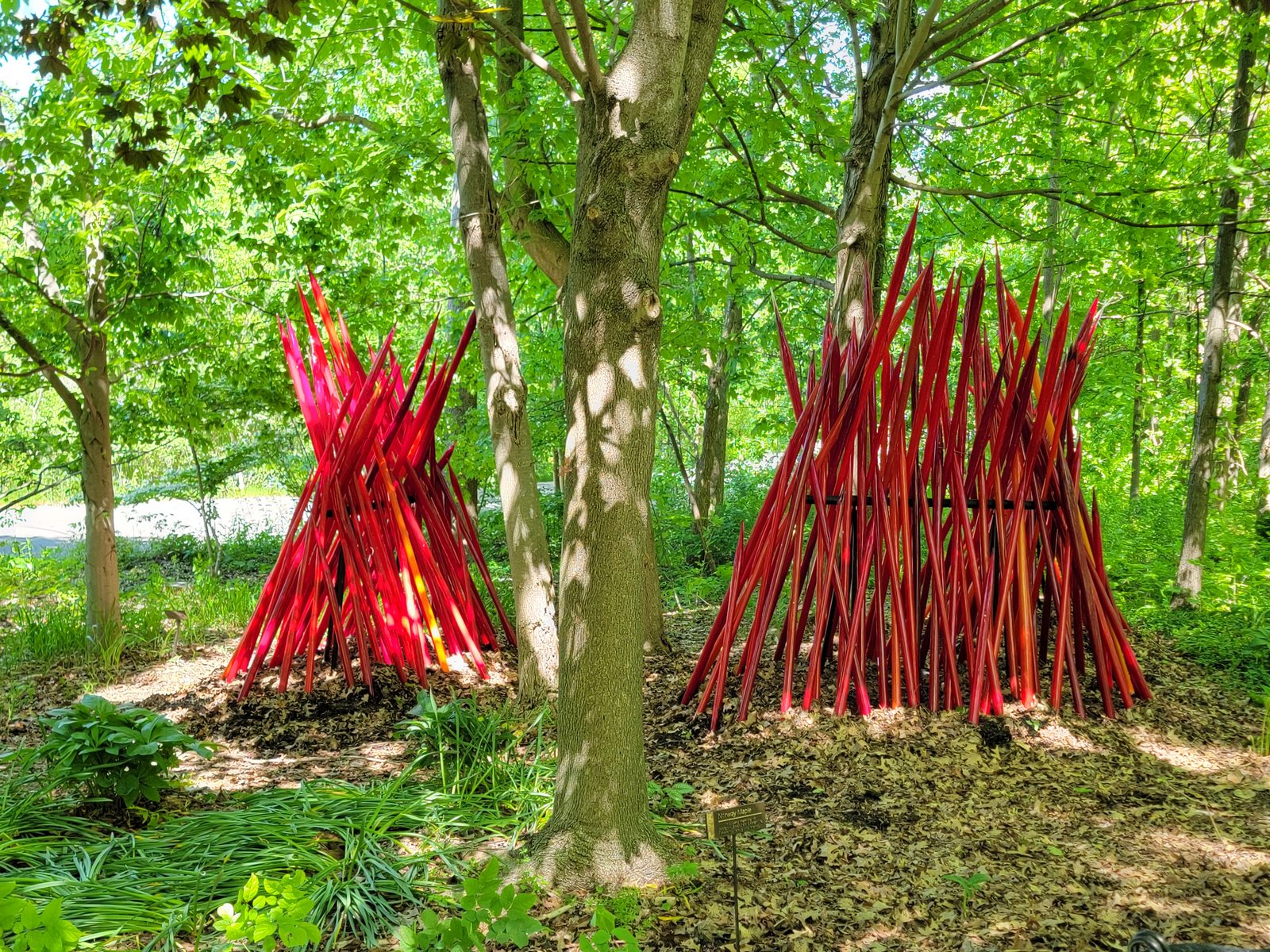 Red glass reeds glowing in the woods