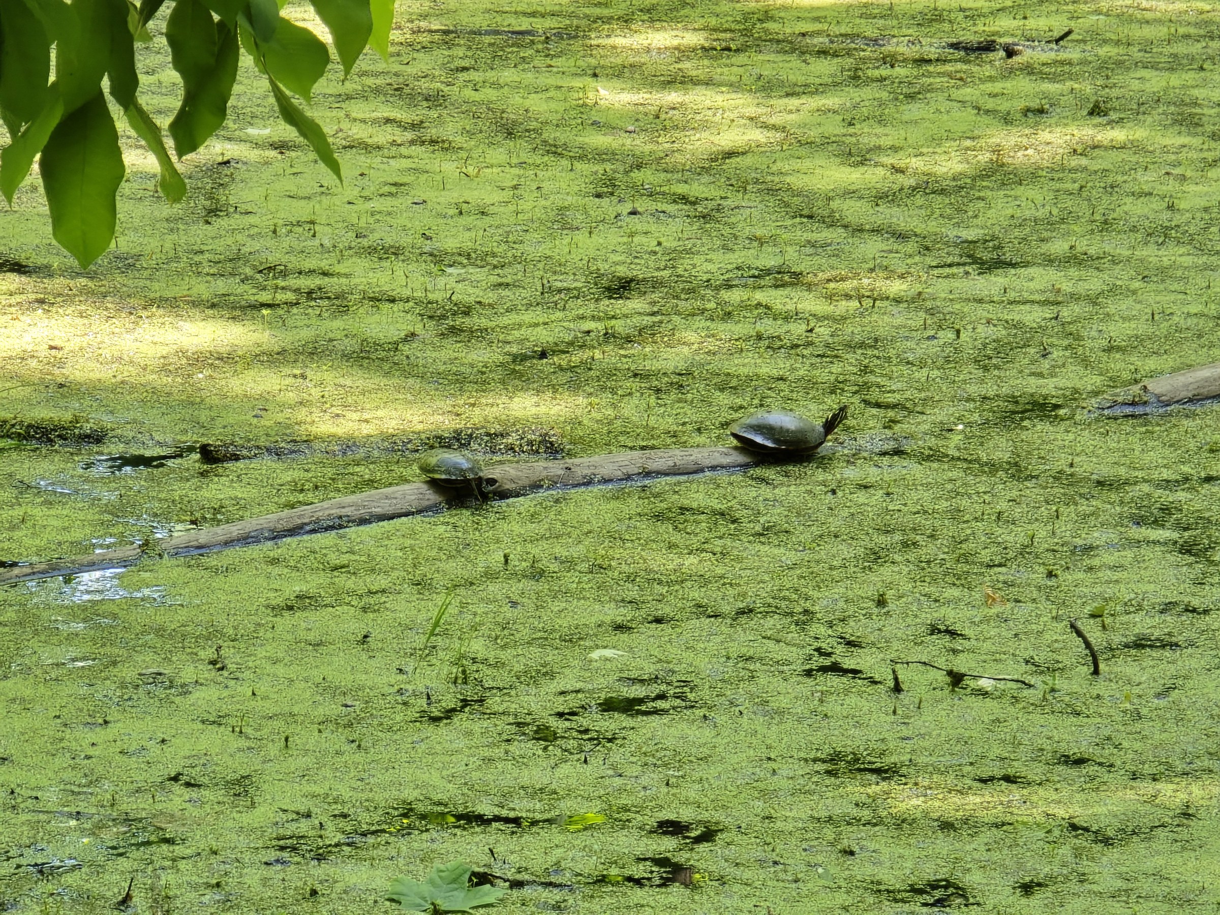 Turtles sunning on a log