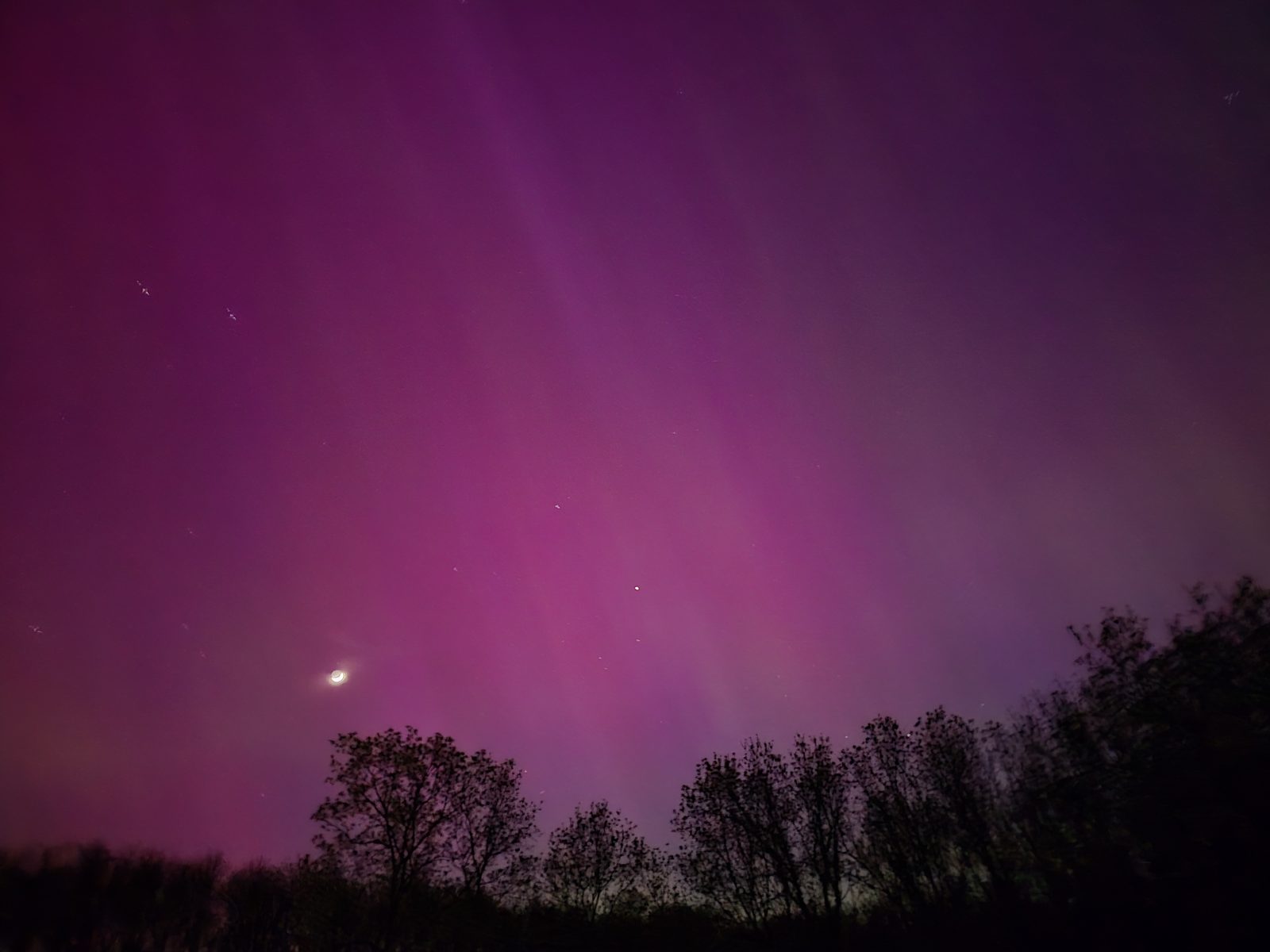 The northern lights over the trees in Coloma