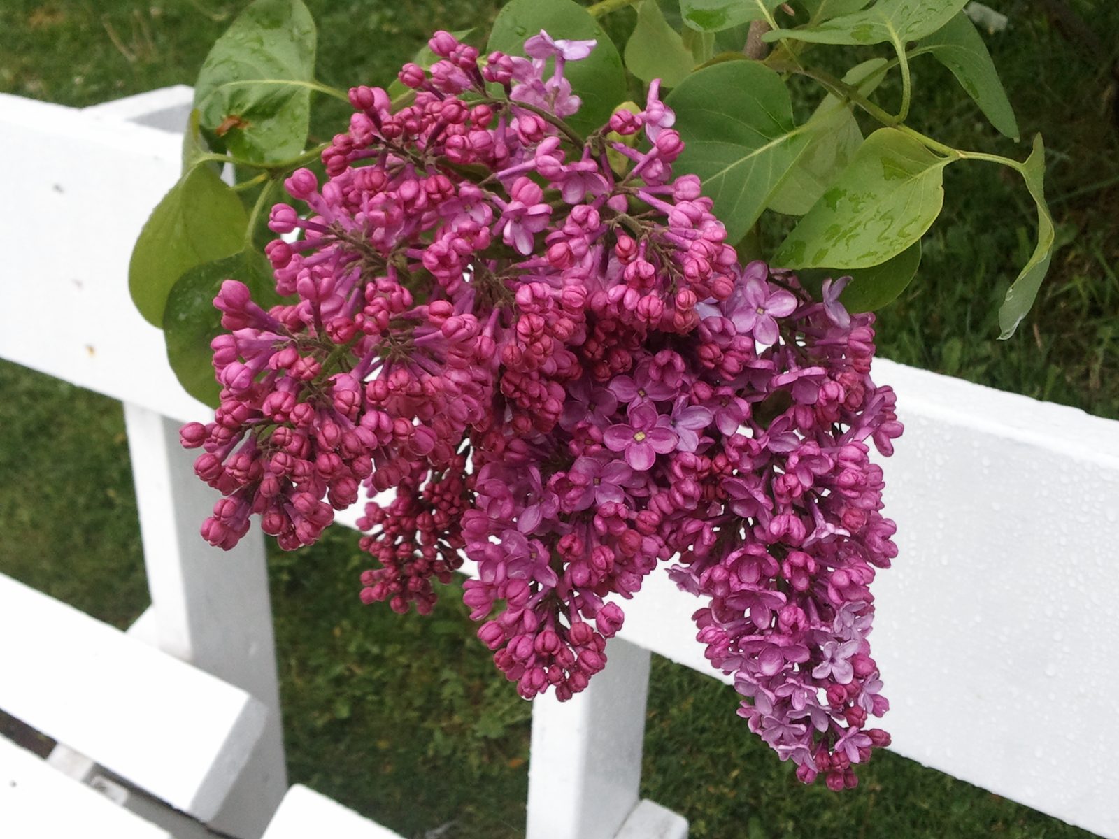 Lilacs in bloom for the festival