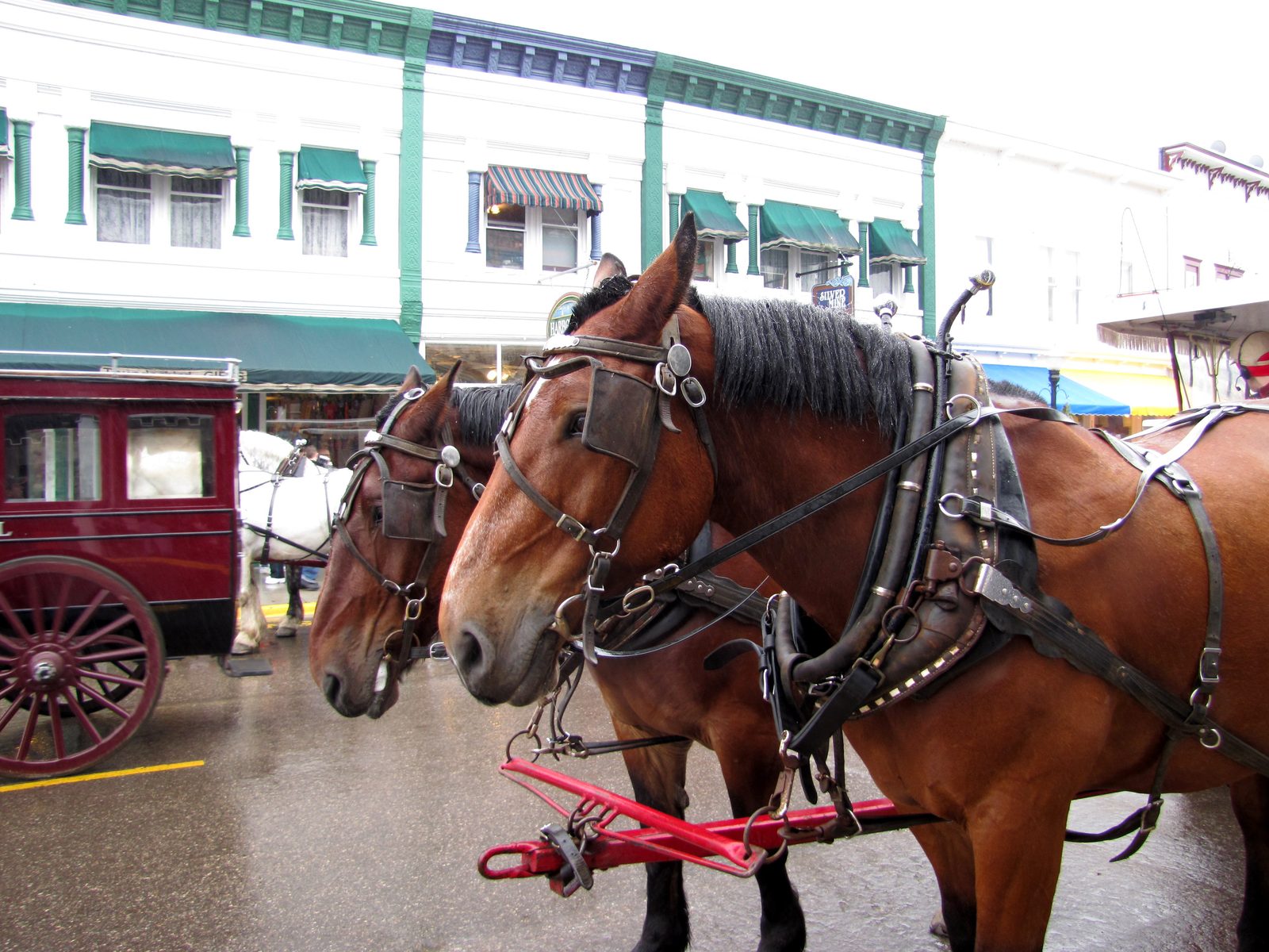 A horse and carriage downtown