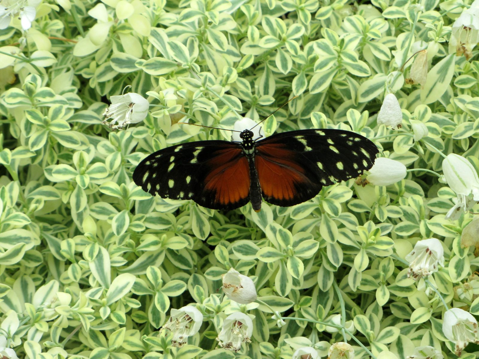 A butterfly at the Wings of Mackinac butterfly house
