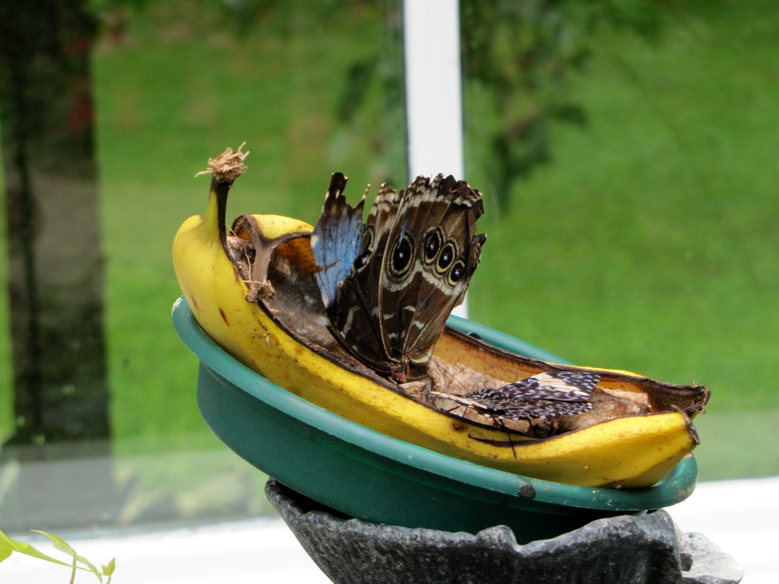 An owl butterfly perched on a banana