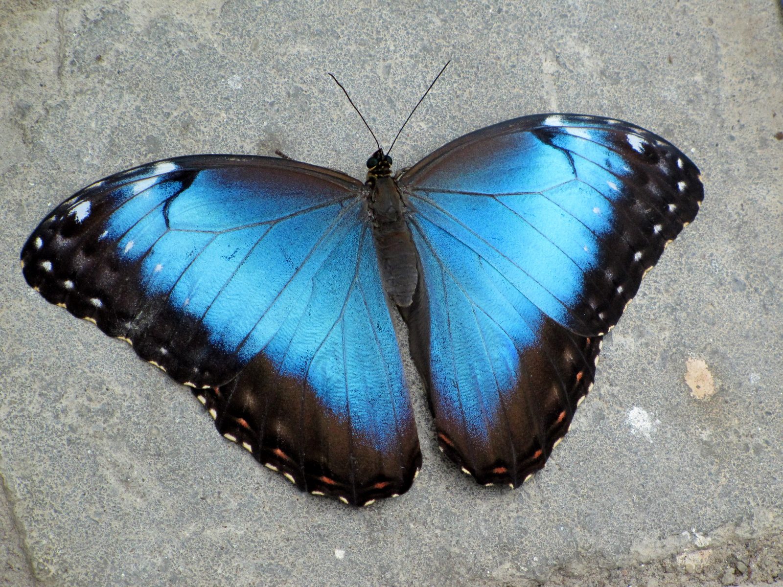 Butterfly House, Mackinac Island