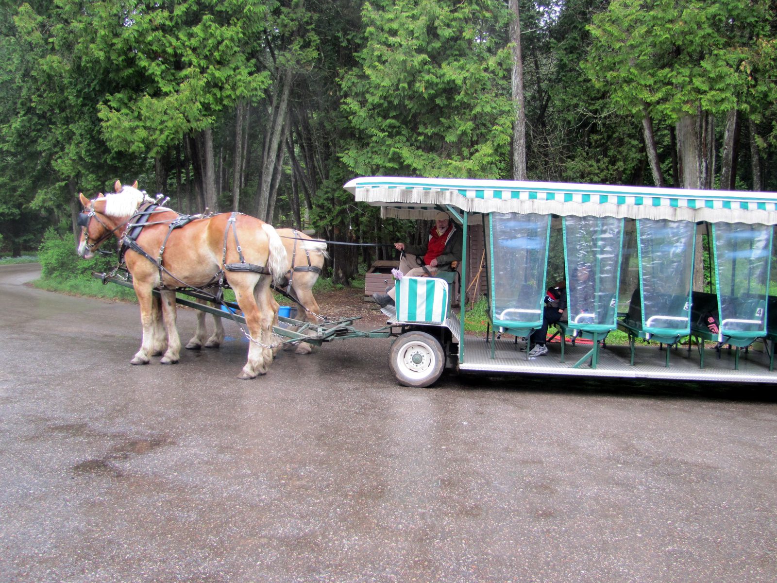 A carriage tour through the trees